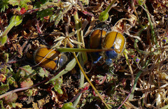 Paracotalpa