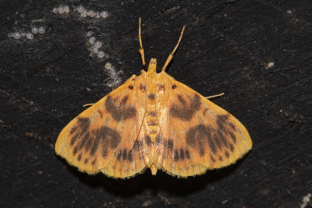 Eusabena