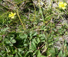 Potentilla anglica