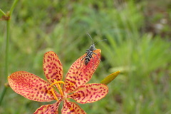 Chlorophorus macaumensis