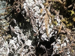 Psoroma hypnorum