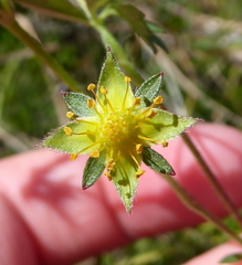 Potentilla anglica