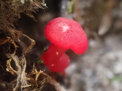 Hygrocybe