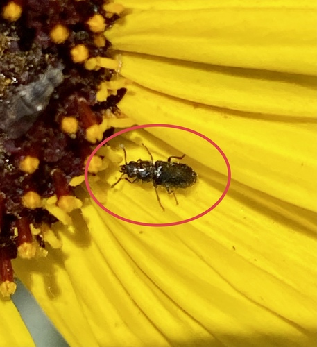 iNaturalist observation photo of Beetles