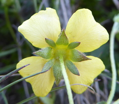 Potentilla anglica