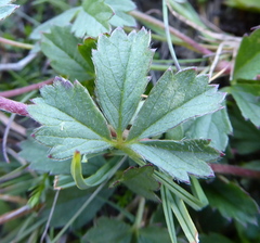 Potentilla anglica