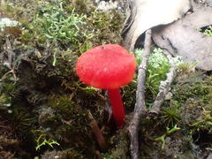Hygrocybe