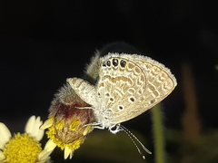 Hemiargus ramon