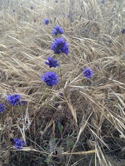 Gilia capitata chamissonis