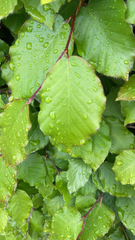 Fagus sylvatica