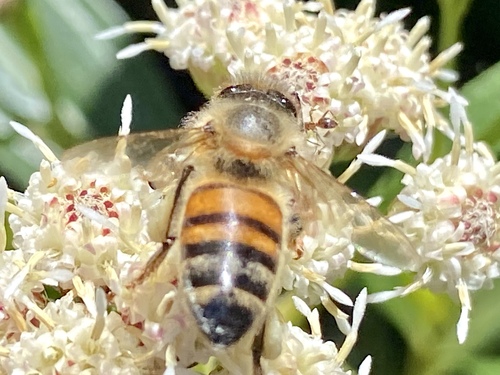 iNaturalist observation photo of Western Honey Bee