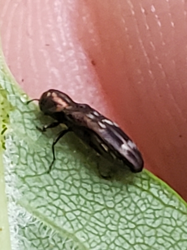 Native Ash Borer photo 2