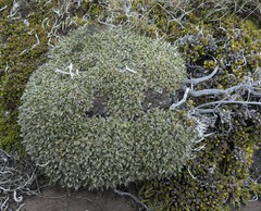 Anisotome imbricata imbricata
