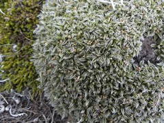 Anisotome imbricata imbricata