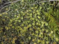 Anisotome imbricata imbricata