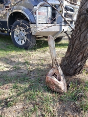Polyodon spathula