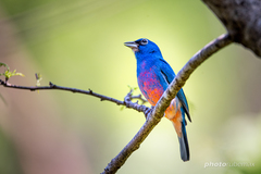 Passerina rositae