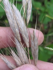 Bromus lanceolatus