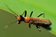 Podabrus californicus