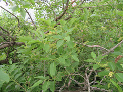 Salix chaenomeloides