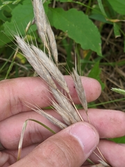 Bromus lanceolatus
