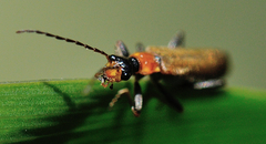 Podabrus californicus