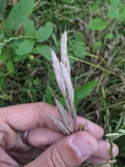 Bromus lanceolatus