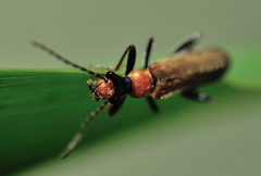 Podabrus californicus