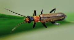 Podabrus californicus