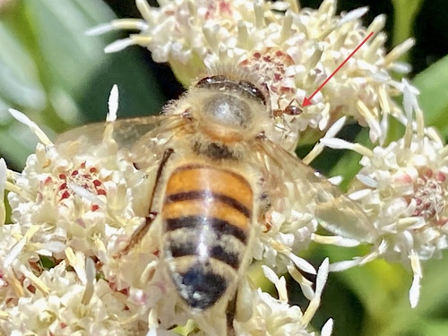 iNaturalist observation photo of Argentine Ant