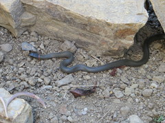 Diadophis punctatus modestus