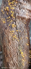 Calocera guepinioides
