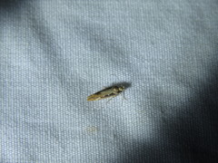 Ornativalva erubescens