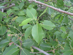 Salix chaenomeloides