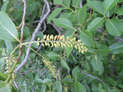 Salix chaenomeloides