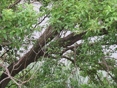Salix chaenomeloides