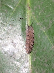 Dasysyrphus bilineatus