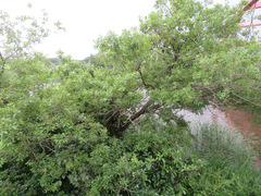Salix chaenomeloides