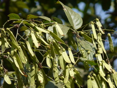 Ventilago denticulata