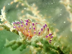 Unidentia aliciae