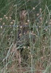 Rhynchotus rufescens