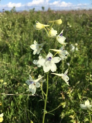 Delphinium pavonaceum
