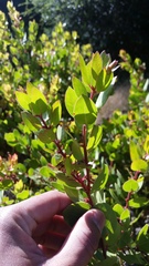 Arctostaphylos montereyensis