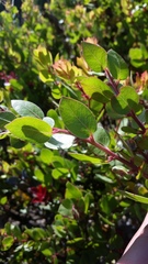 Arctostaphylos montereyensis