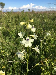 Delphinium pavonaceum