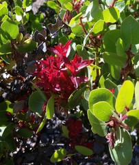 Arctostaphylos montereyensis