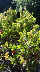 Arctostaphylos montereyensis