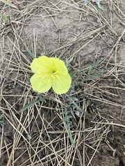 Oenothera flava