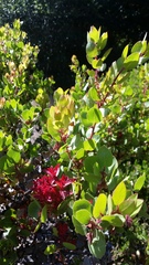 Arctostaphylos montereyensis