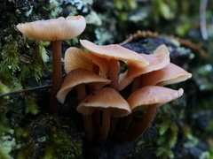 Collybia eucalyptorum